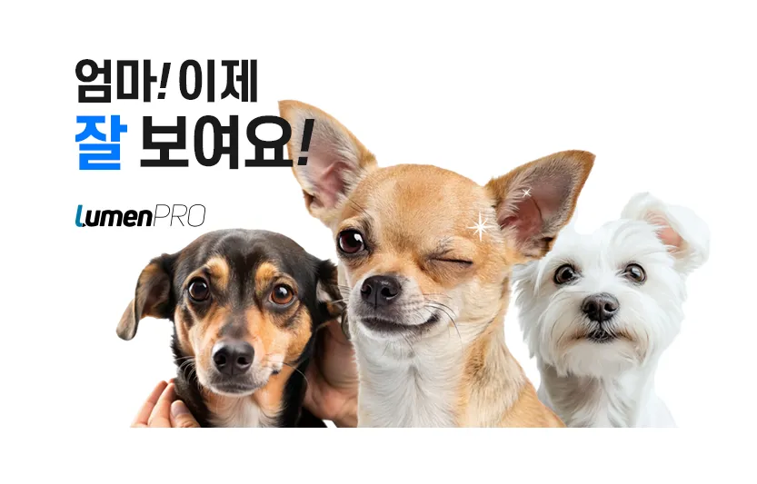강아지눈영양제 1